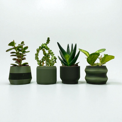 Olive Green Succulent Set - Pack of 4
