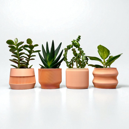 Peach Succulent Set - Pack of 4