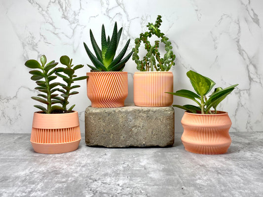 Peach Succulent Set - Pack of 4 - lellume